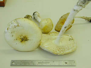 Picture of Aminita muscaria