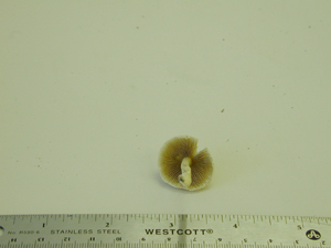 Picture of Bolbitus vitellinus