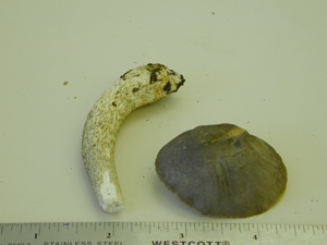 Picture of Boletus carpini