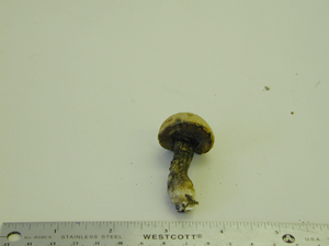 Picture of Boletus luridus