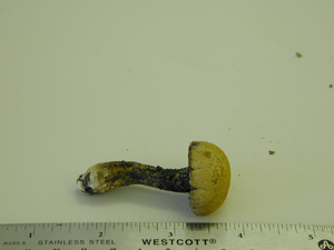 Picture of Boletus luridus