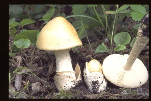 Picture of Amanita fulva