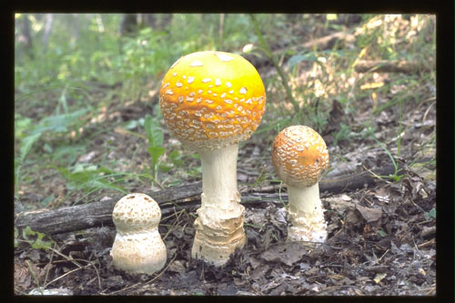 Picture of Aminita muscaria