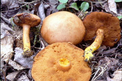 Picture of Boletus piperatus