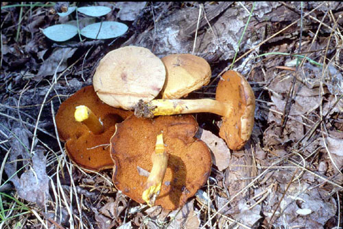 picture of Aminita muscaria