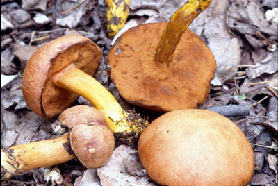 Picture of Boletus piperatus