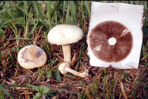 Picture of agrocybe praecox