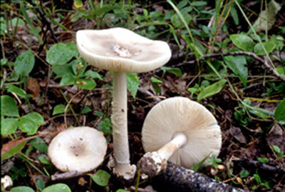 Picture of Amanita vaginata