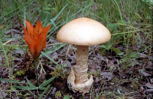 Picture of Amanita fulva