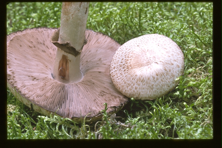 Picture of Agaricus haemorrhoidarius