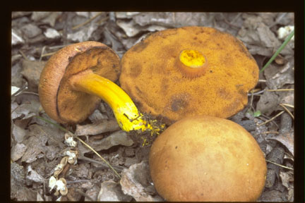 Picture of Boletus piperatus