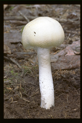 Picture of Agaricus silvicola