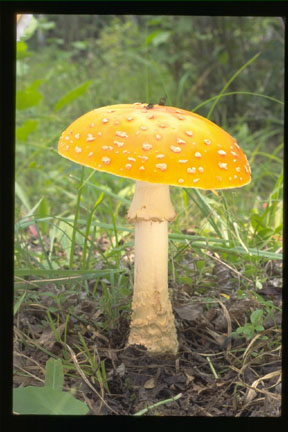 Picture of Aminita muscaria