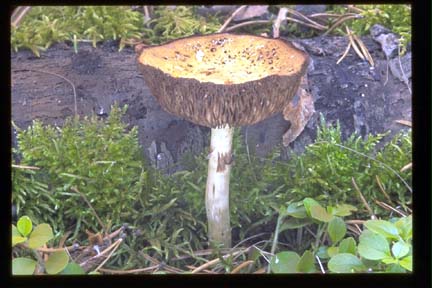 Picture of Agrocybe acericola