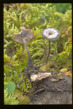 Picture of Auriscalpium vulgare