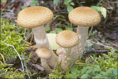 Picture of Armillaria mellea