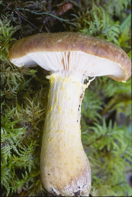 Picture of Armillaria mellea