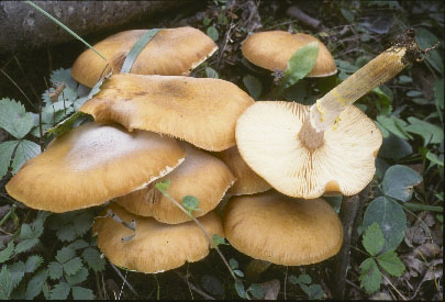 Picture of Armillaria mellea