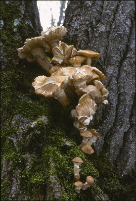 Picture of Armillaria mellea