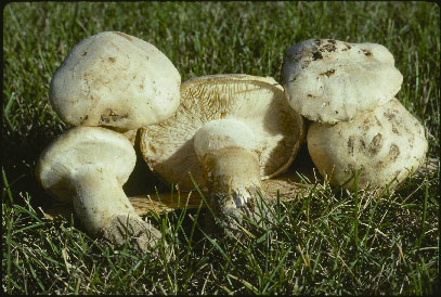 Picture of Armillaria ponderosa