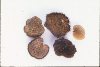 Picture of Auriscalpoim vulgare