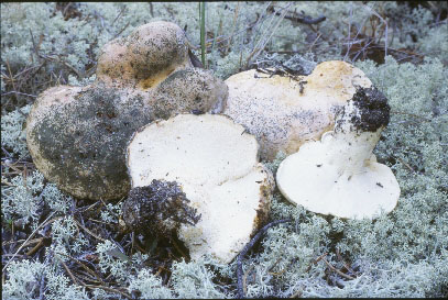 Picture of Albatrellus ovinus