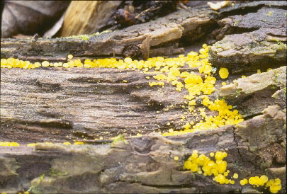 Picture of Bisporella citrina