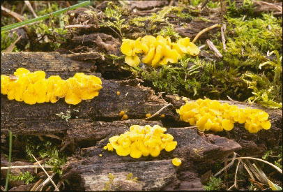 Picture of Bisporella citrina