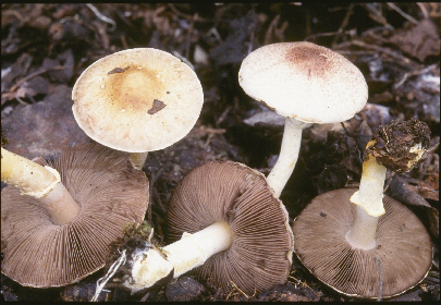 Picture of Agaricus semotus