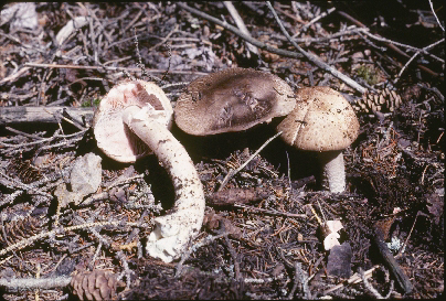 Picture of Agaricus placomyces