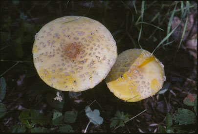 Picture of Aminita muscaria