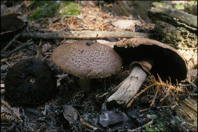 Picture of Agaricus silvicola