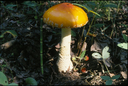 Picture of Aminita muscaria