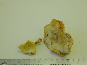 Picture of Cantharellus cibarius