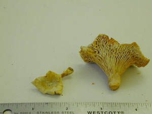 Picture of Cantharellus cibarius