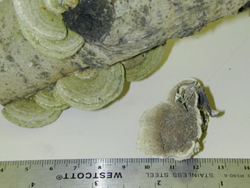 Picture of Cerrena unicola