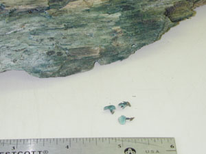 Picture of Chlorociboria aeruginascens