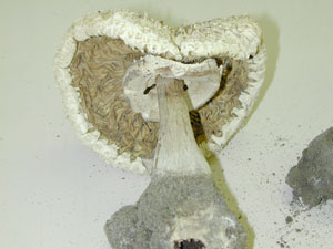 Picture of Chlorophyllum molydbites