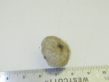 Picture of Clavatium sp