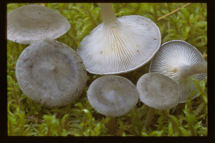 Picture of Cantharellula umbonata