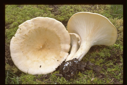 Picture of Clitocybe maxima
