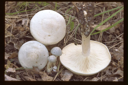 Picture of Clitocybe odora