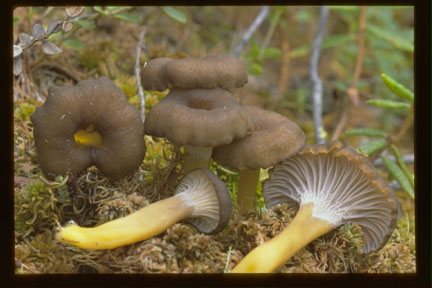 Picture of Cantharellus tubaeformis