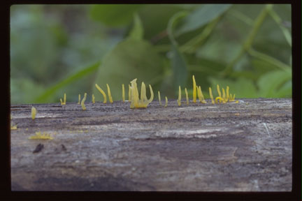 Picture of Calocera cornea