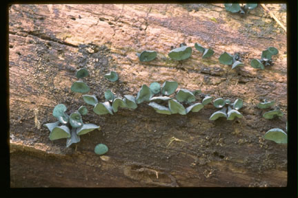 Picture of Chlorociboria aeruginascens