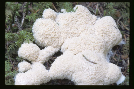 Picture of Ceratiomyxa fruticulosa