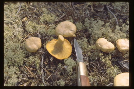 Picture of Cantherellus cibarius