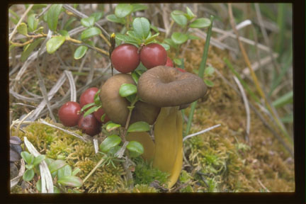 Picture of Cantharellus tubaeformis