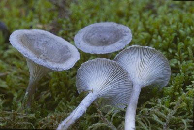 Picture of Cantharellula umbonata