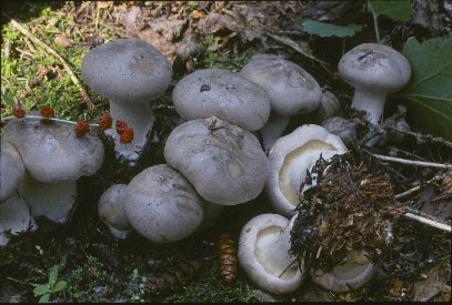 Picture of Clitocybe nebularis